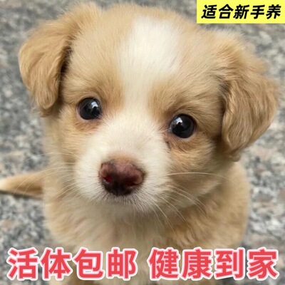 活体包邮健康到家高智商适合家养