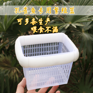 孔雀鱼隔离篮漂浮隔离筐母鱼生产小鱼隔离盒产房繁殖箱孵化分离网