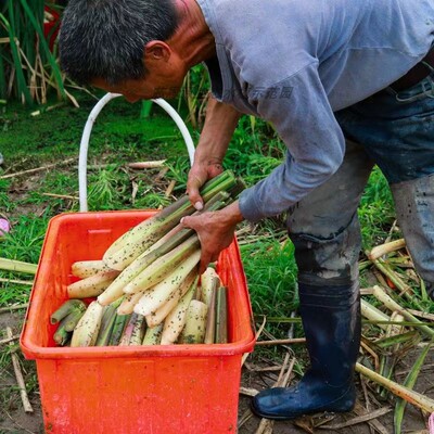 茭白种苗茭白苗高产水田食用