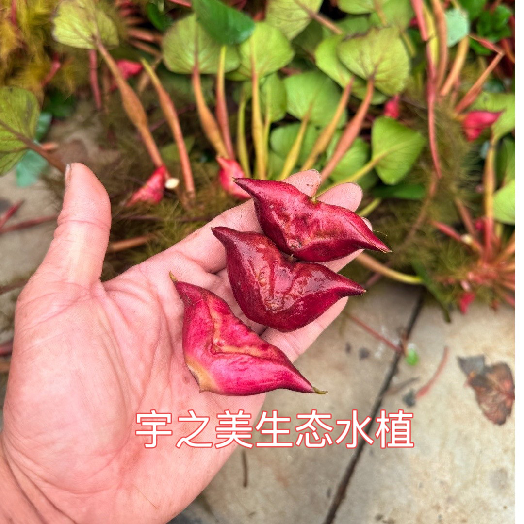 水果红菱角种苗高产大青菱角苗种植水生植物池塘河道绿化改善水质