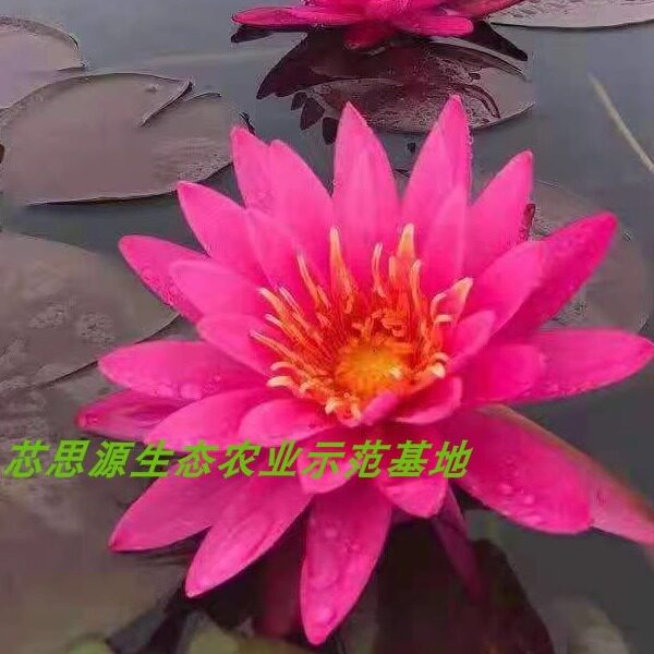 芯思源睡莲苗观赏四季易养水培