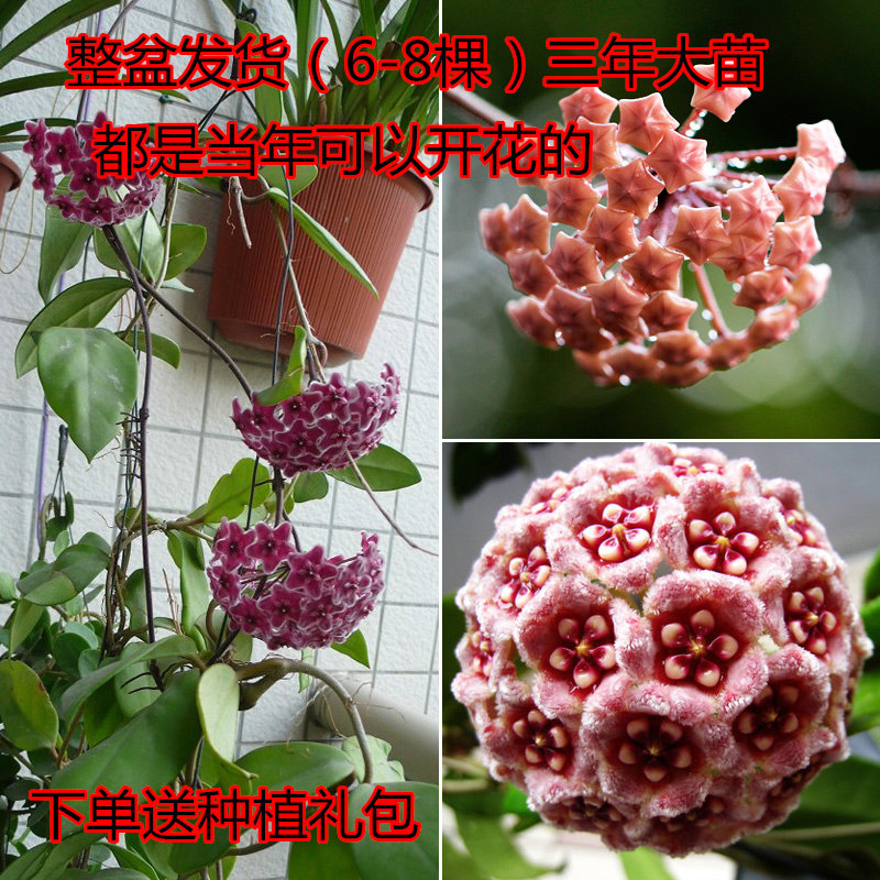 心形球兰带花垂吊绿叶攀援植物