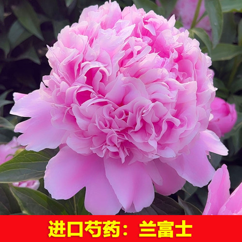 （蓝富士）正宗重瓣大花芍药花苗盆栽地栽阳台庭院种植好种易活