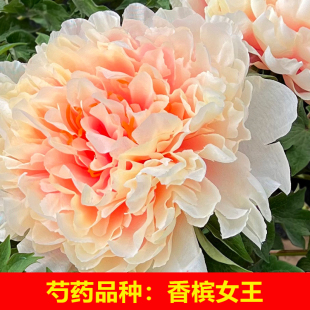 （香槟女王）正宗重瓣大花芍药花苗盆栽地栽阳台庭院种植好种易活