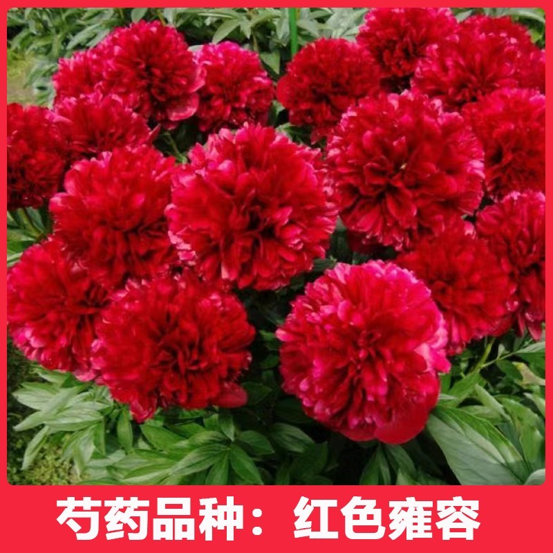 （红色雍容）正宗重瓣大花芍药花牡丹/芍药