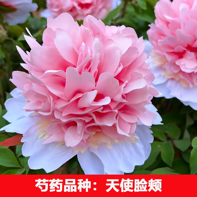 （天使脸颊）正宗重瓣大花芍药花牡丹/芍药