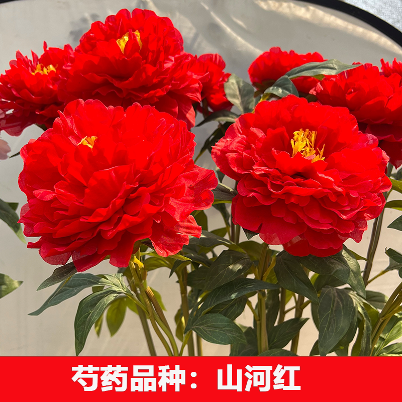 （山河红）正宗重瓣大花芍药花苗牡丹/芍药