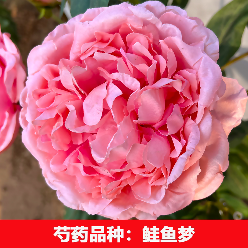 （鲑鱼梦）正宗重瓣大花芍药花苗牡丹/芍药