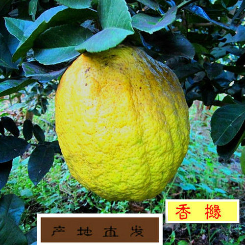 云南农家特产包邮香橼