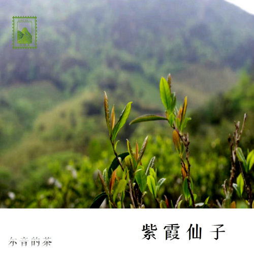 尔音/桐木关正山小种麻粟茗枞淡雅清甜冷花香【紫霞仙子】