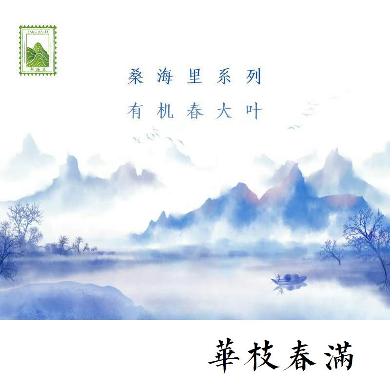 具有很高收藏价值的白茶