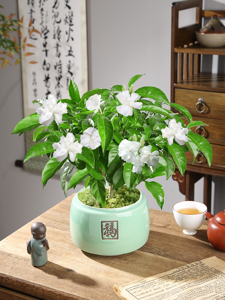 丁香花盆栽带花阳台室内四季开花浓香不断净化空气狗牙花好养花卉