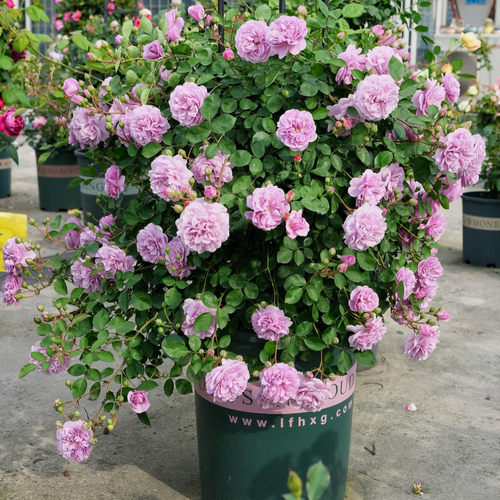 【沙海园艺】蓝色阴雨 阳台庭院天台种植月季多季节开花花园盆栽