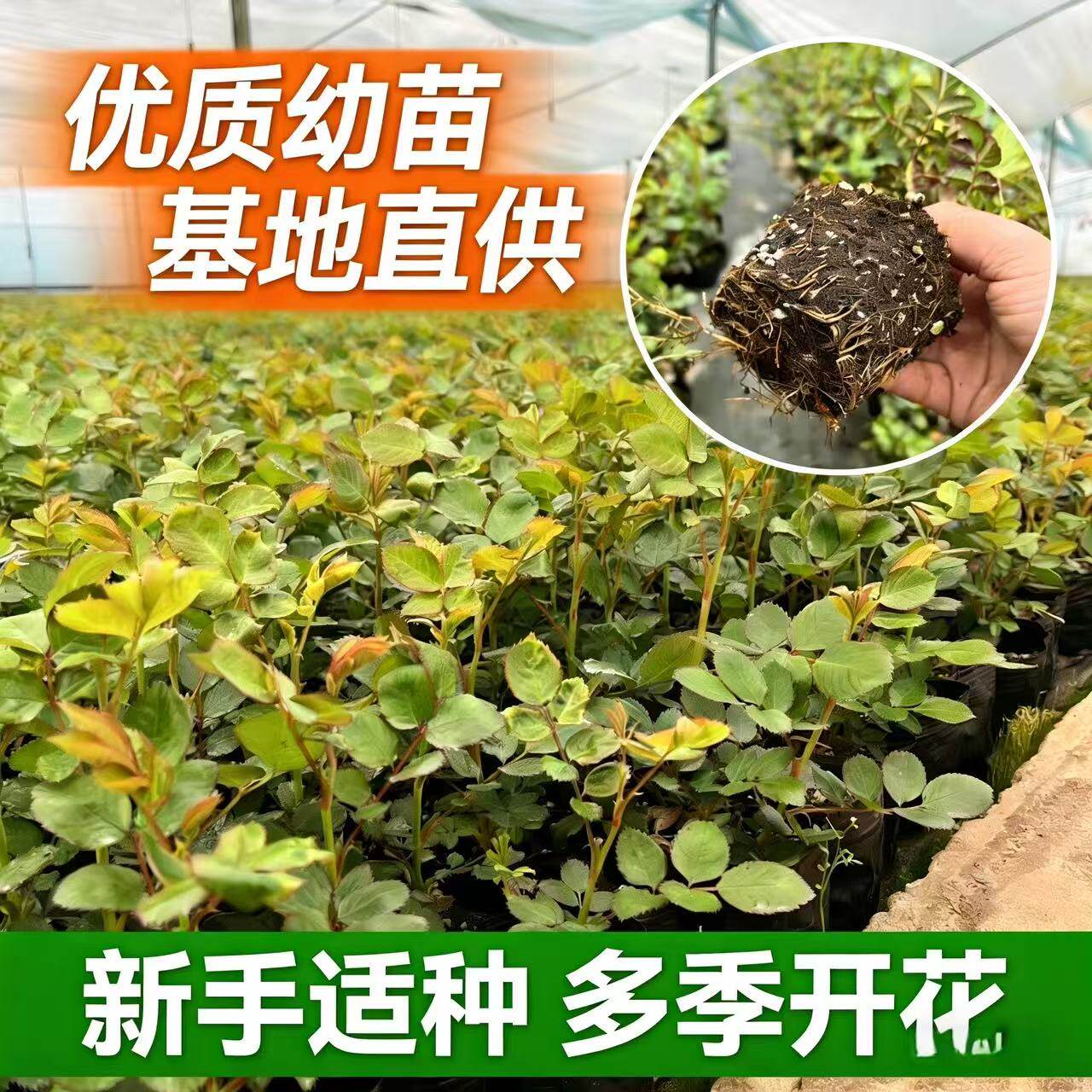 月季小苗玫瑰花苗四季开花阳台花卉庭院开花绿植室内盆栽多季好养图片