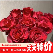 【沙海园艺】玫瑰花苗多季开花易活月季扦插小苗室内阳台盆栽