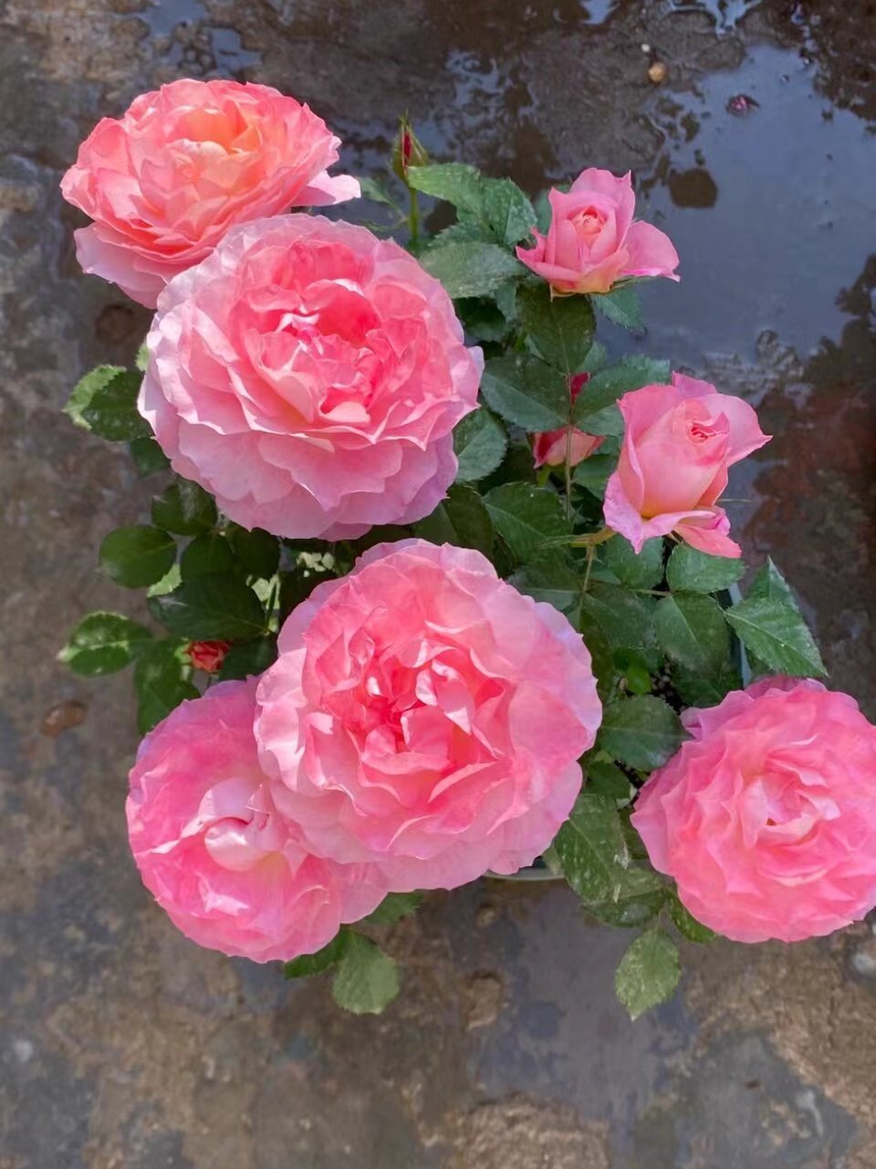 【沙海园艺】海神王月季盆栽勤花四季开花植物庭院玫瑰盆栽,鲜花速递/花卉仿真/绿植园艺,月季/蔷薇/玫瑰,淘宝优惠券,粉丝福利购,淘宝优惠卷