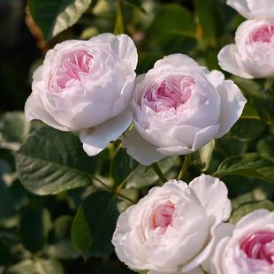 公爵夫人月季花苗大花浓香四季开花阳台庭院盆栽玫瑰易活花卉苗