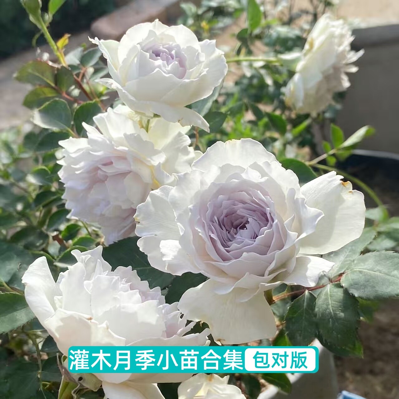 大花浓香月季花苗伊芙芳香喷泉月季苗阳台盆栽花园植物玫瑰花卉