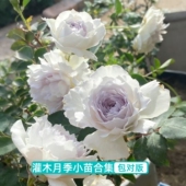 大花浓香月季 苗阳台盆栽花园植物玫瑰花卉 花苗伊芙芳香喷泉月季
