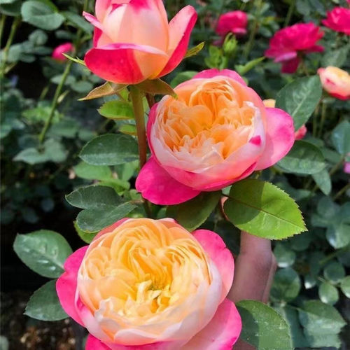 和室月季花苗大花浓香勤花开花复色渐变玫瑰盆栽花卉绿植四季栽