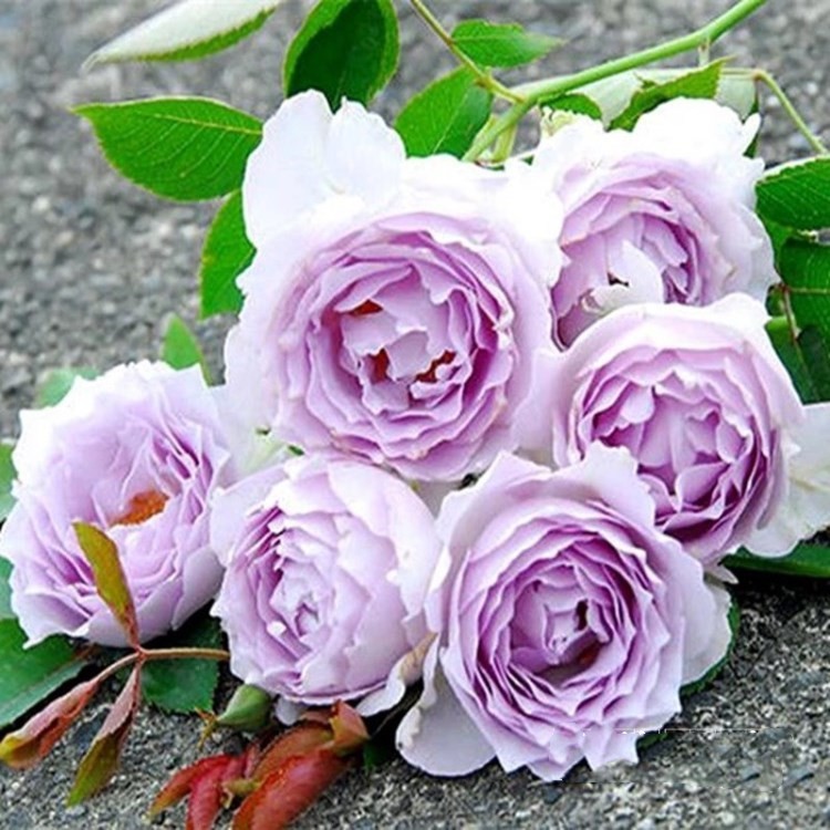 【沙海园艺】月季花苗路西法大苗阳台盆栽庭院三季开花卉大花浓香