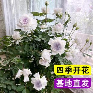 【沙海园艺】加百列大天使月季花浓香四季开花阳台花卉绿植物盆栽