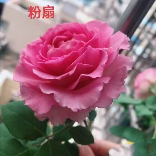 粉扇大花盆栽家庭观赏月季花颜色鲜艳浓香型超大花耐热耐寒