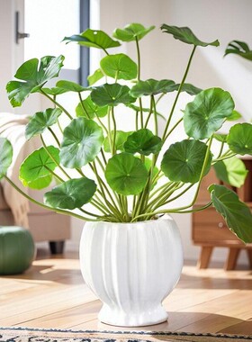 仿真铜钱草小荷叶绿色植物塑料假花 家居装饰品客厅餐厅插花花艺