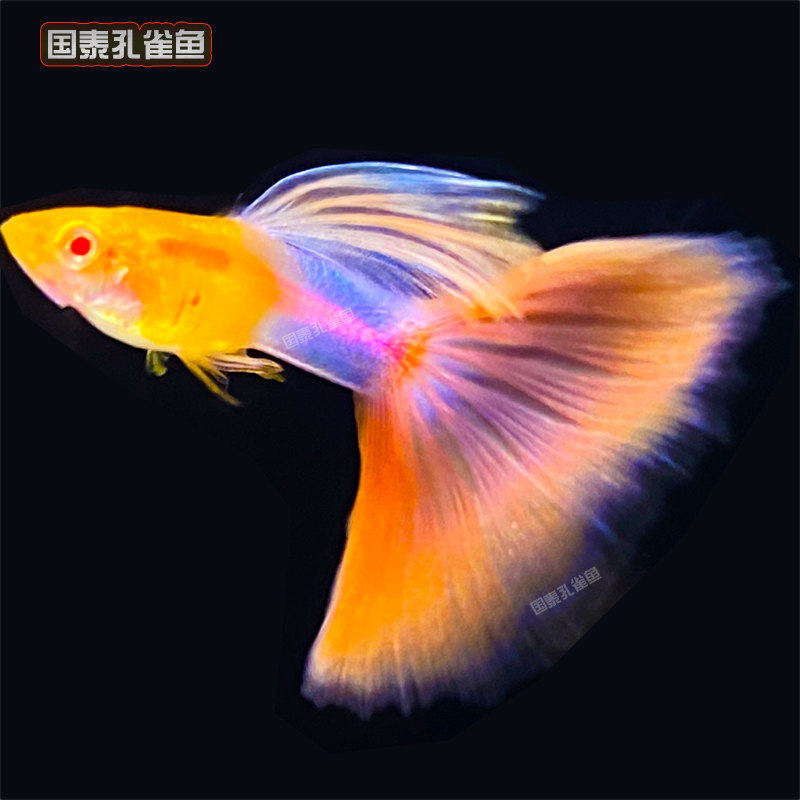 天使彩虹孔雀鱼活鱼临产孕母凤尾高档观赏特大号怀孕纯种大尾巴图片