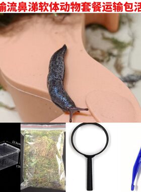 流鼻涕牛软体动物宠物套装小蜗牛
