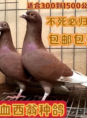 国血西翁信鸽种鸽包邮包活超远程
