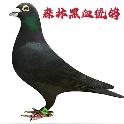 军鸽森林黑赛鸽血统鸽中远程信鸽纯黑公棚成绩鸽山区鸽子活体