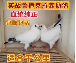 纯鲁道克拉森血统幼鸽一对包邮