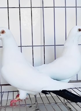精品观赏鸽黑点子种鸽一对包邮