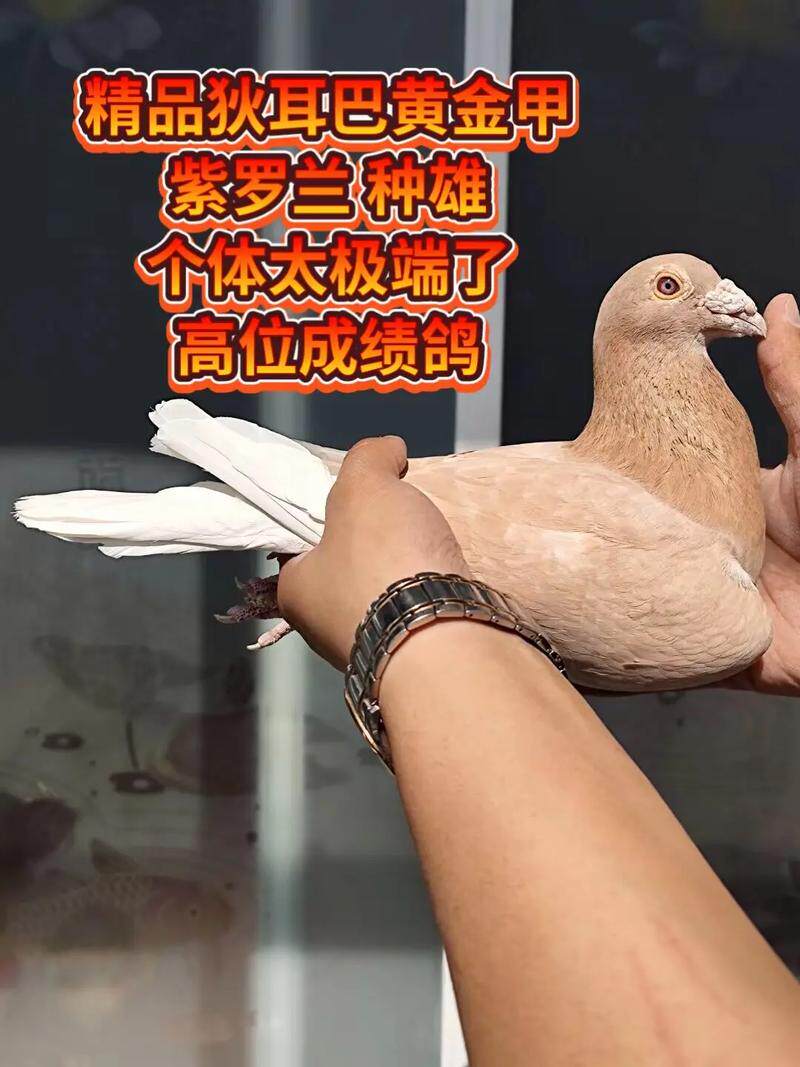 实战黄金甲信鸽种鸽幼鸽一对包邮