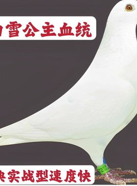 信鸽赛鸽成绩鸽血统鸽种鸽高位成绩鸽子代幼鸽纯白纯黑活体