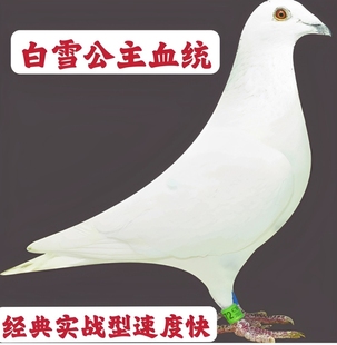 信鸽赛鸽成绩鸽血统鸽种鸽高位成绩鸽子代幼鸽纯白纯黑活体