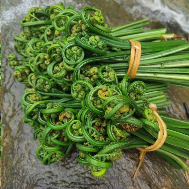 江西安福蕨菜新鲜采摘当季山野菜春季下饭菜鲜嫩蕨菜现摘现发包邮