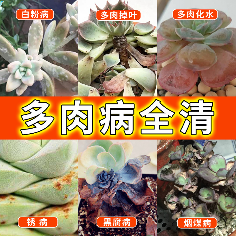 多肉白粉病黑斑病专用杀菌控徒长增肥...