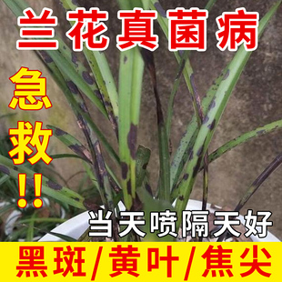 兰花黑斑病专用药治黄叶焦叶干尖发黑叶斑锈斑病蝴蝶兰专用杀菌药