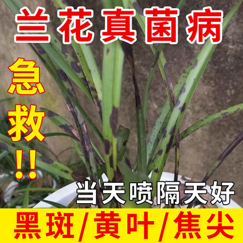 花茹艺兰花专用杀菌多菌清养菌肥