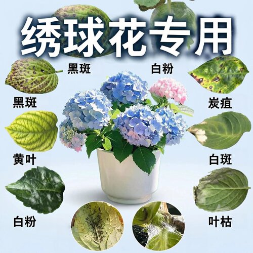 绣球花黑斑白粉炭疽专用营养喷雾