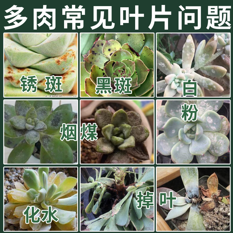 花茹艺白粉黑斑专用微生物营养液