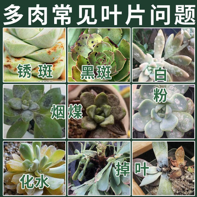 花茹艺白粉黑斑专用微生物营养液