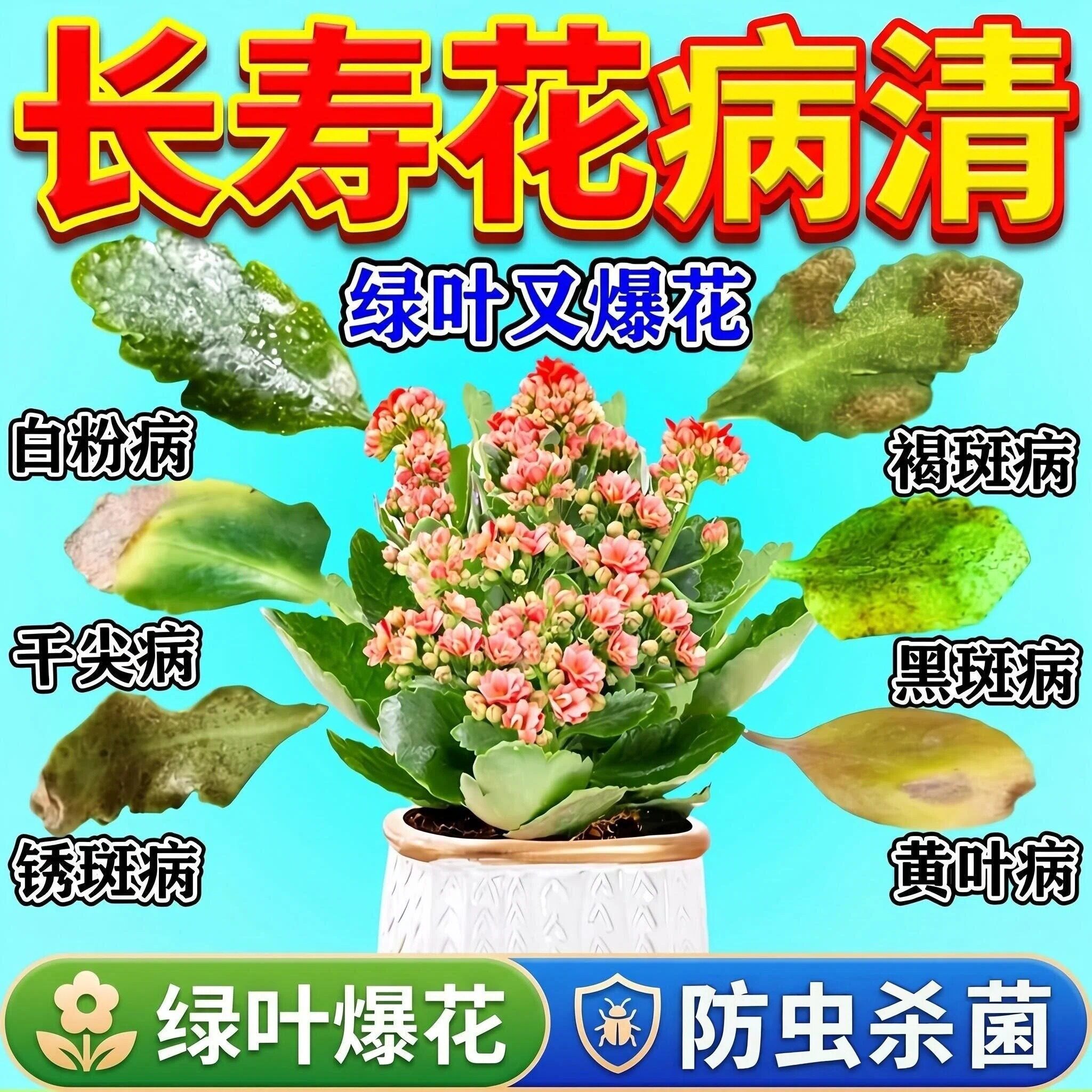 长寿花白粉病药多菌菌灵黑腐预防黑斑病灰霉病促进生长绿叶营养肥