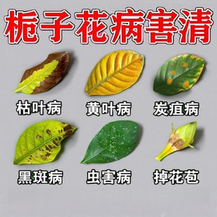 栀子花枯叶病焦尖黑斑专用药花卉绿植病菌杀菌栀子花黑斑黄叶落叶