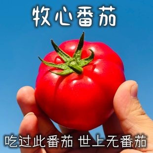 顺丰/生吃牧心草莓水果番茄露天自然成熟新鲜四川攀枝花甜西红柿
