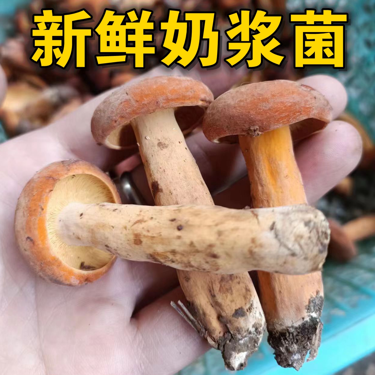 250g云南新鲜野生菌奶浆菌青头菌