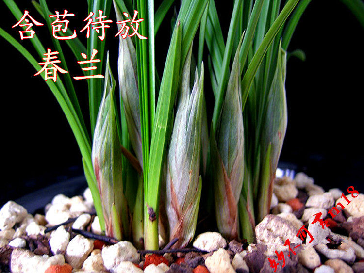 春兰 春剑  蕙兰 兰花苗 兰草花 带花苞连体苗 浓香植物盆景盆栽