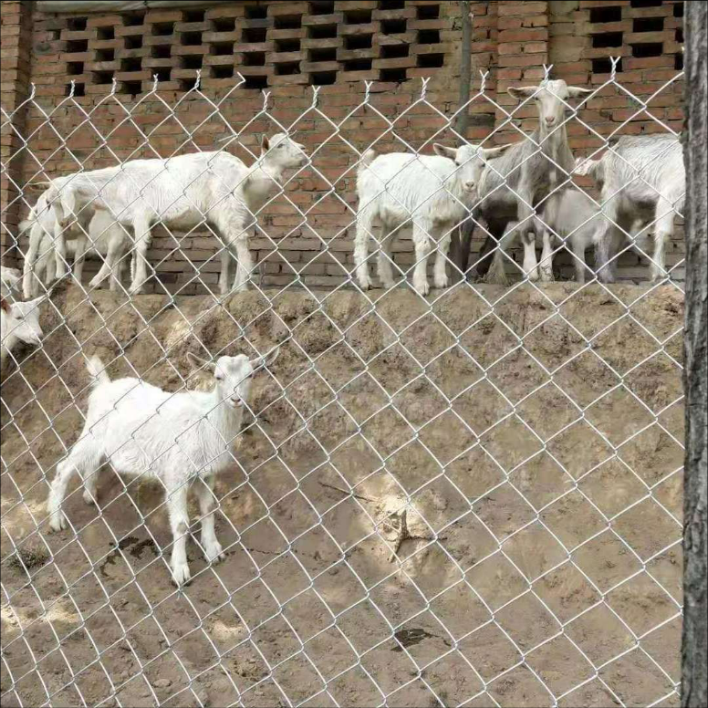 栅栏圈圈鸡牛山养殖花防护网镀锌铁丝网护栏网羊钢丝网鸭勾地隔离